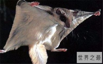 ​世界上会飞的鼠，会飞的老鼠是吃了盐吗？