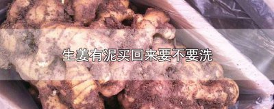 ​生姜有泥买回来能放多久 生姜买带泥的还是干净的好