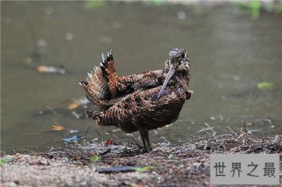 ​世界上飞的最慢的鸟，竟然过着皇帝般一夫多妻的生活