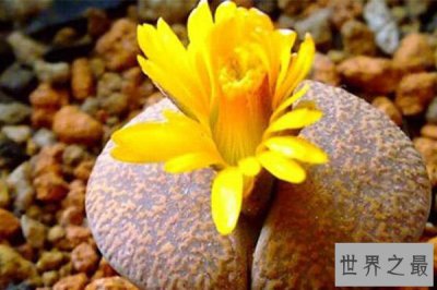 ​10大最稀有多肉植物 石中花、花笼和霓虹灯玉露上榜