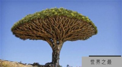 ​最长寿的植物是什么植物 它究竟能活多少年