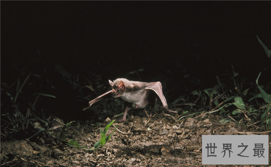 吸血蝙蝠是西方吸血鬼的原型，然而恐怖的不仅是吸血