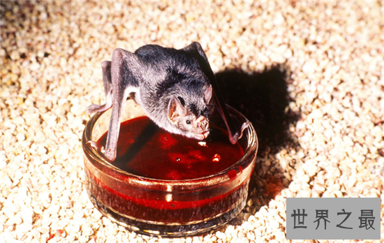 吸血蝙蝠是西方吸血鬼的原型，然而恐怖的不仅是吸血