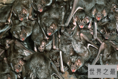 ​吸血蝙蝠是西方吸血鬼的原型，然而恐怖的不仅是吸血