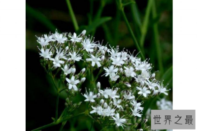 ​世界十大危险的植物 第四会导致心脏麻痹