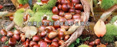 ​板栗的衣怎么剥掉 新鲜板栗怎么剥去里面的内衣