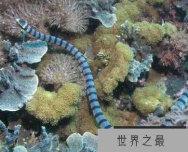 ​世界最毒的蛇是什么蛇，世界十大剧毒蛇排行榜