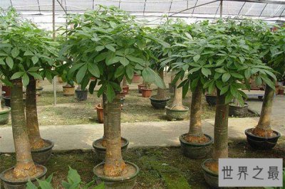 ​十种旺财旺宅植物 盘点十大家庭旺财风水植物