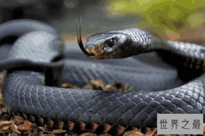 ​全球最危险的蛇类排行榜 银环蛇上榜，第一是攻击速度最快的蛇