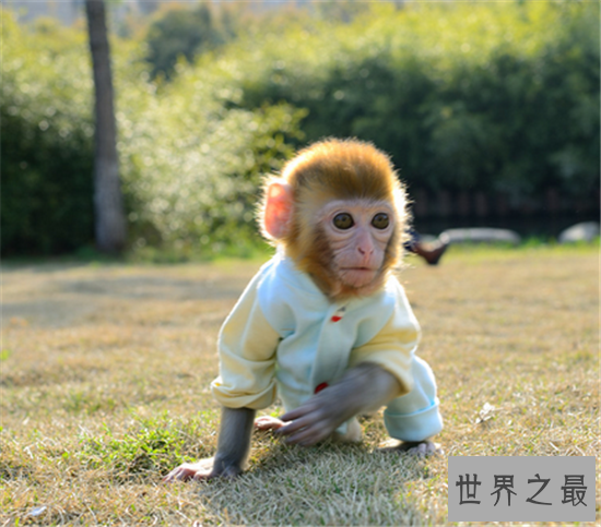 世界上最小的猴子,竟然不如成年人的手掌大