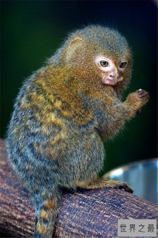 世界上最小的猴子,竟然不如成年人的手掌大
