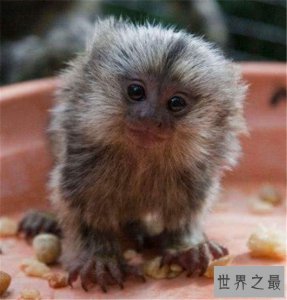 ​世界上最小的猴子，竟然不如成年人的手掌大