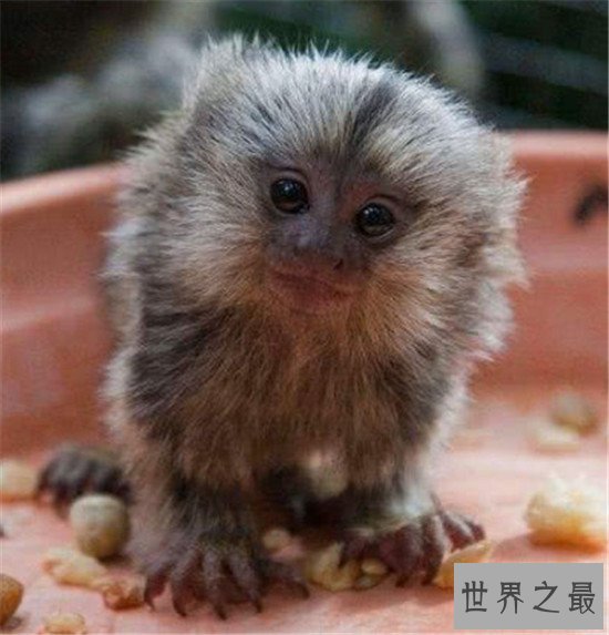世界上最小的猴子,竟然不如成年人的手掌大