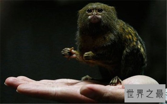 世界上最小的猴子,竟然不如成年人的手掌大