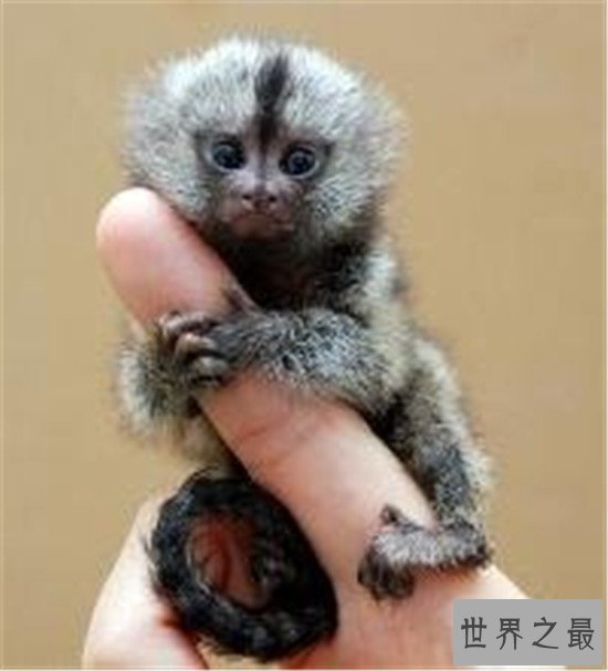 世界上最小的猴子,竟然不如成年人的手掌大