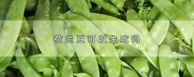 ​荷兰豆会食物中毒吗 荷兰豆生吃有毒吗小孩