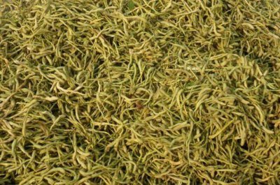 ​如何辨别金银花的品质「金银花鉴别方法」