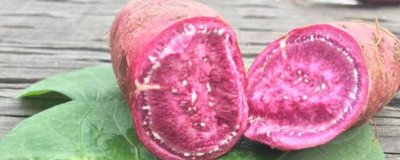 ​山芋不能与什么一起吃 山芋不可以和什么一起吃