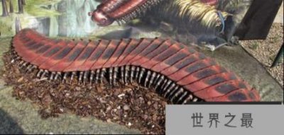 ​巨型马陆,领略巨大昆虫的种族与神奇