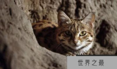 ​世界上最小的猫有多小？体重只有1公斤