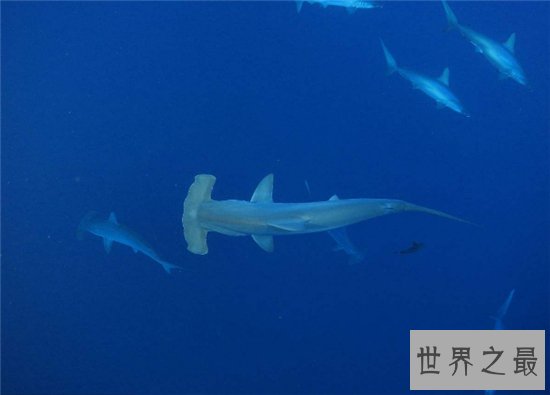 锤头鲨的生存能力很强，这与奇怪的头部造型有关系