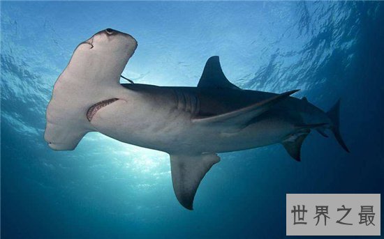 锤头鲨的生存能力很强，这与奇怪的头部造型有关系