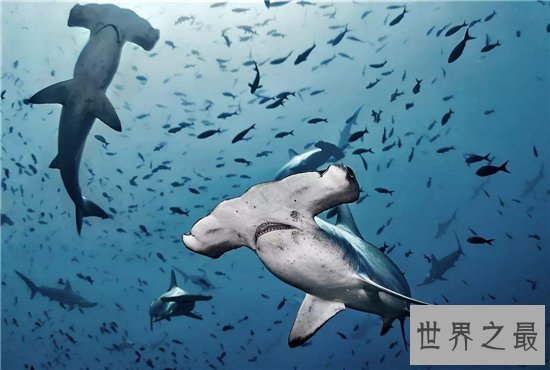 锤头鲨的生存能力很强，这与奇怪的头部造型有关系