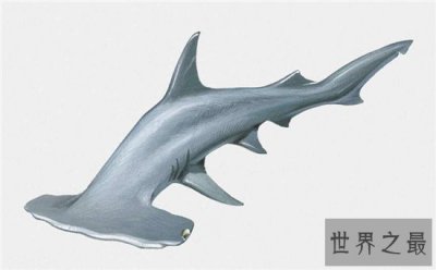 ​锤头鲨的生存能力很强，这与奇怪的头部造型有关系