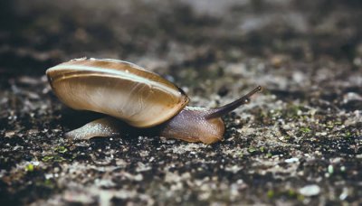 ​蜗牛是国家几级保护动物 蜗牛是国家几级保护动物图片