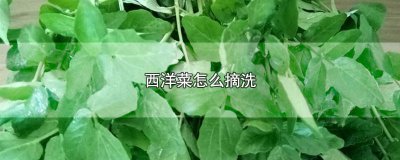 ​西洋菜怎么处理比较好吃视频 西洋菜怎么处理比较好吃窍门