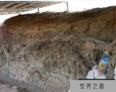 ​鄯善恐龙化石，中国最大的恐龙化石