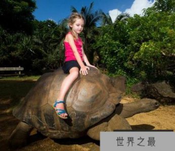 ​世界上最大的陆地龟，加拉帕戈斯象龟