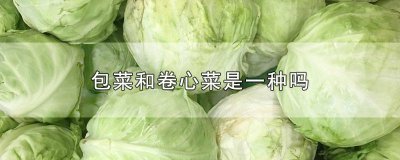 ​包心菜和卷心菜是一种菜吗 包菜和卷心菜有区别吗