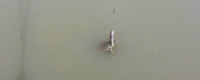 ​钓甲鱼怎么穿猪肝图视频 钓甲鱼怎样穿猪肝