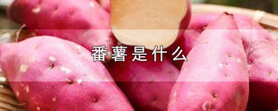 ​番薯什么时间传入中国 番薯从什么时候传到中国