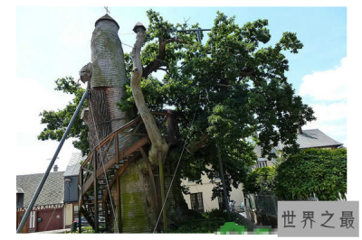 ​世界十大奇怪的树 不可思议的奇葩植物，你见过吗