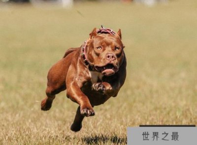 ​世界十大猛犬 一些犬类看似温柔但性格残暴