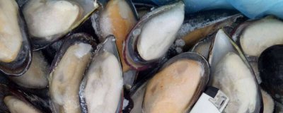 ​蓝口贝怎么清洗内脏 全壳蓝口贝怎么做