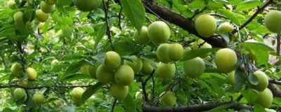 ​李子和枣可以一起吃吗 李子和枣能不能一起吃