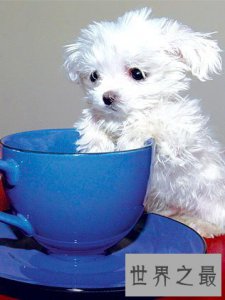 ​世界上最小的狗，停止生长(只有7.62厘米)