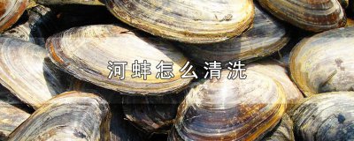 ​河蚌怎么清洗? 河蚌怎么清洗图解