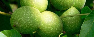 ​核桃皮汁如何清洗 核桃青皮汁水弄脸上怎么清除