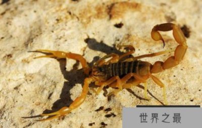 ​世界上最毒的蝎子