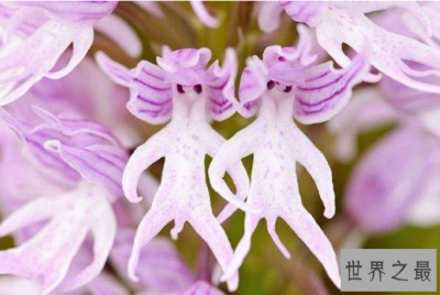 ​世界十大奇花 个个长相奇形怪状，你见过吗
