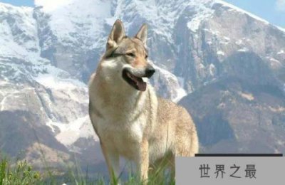 ​世界上最贵的狗，捷克狼犬拍卖到35亿元