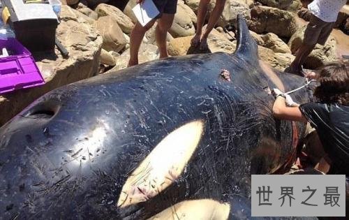 死后的鲸鱼爆炸威力如炸弹 遇见死亡腐烂的鲸鱼赶紧跑