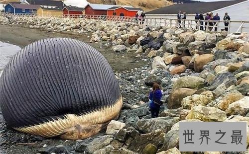 死后的鲸鱼爆炸威力如炸弹 遇见死亡腐烂的鲸鱼赶紧跑