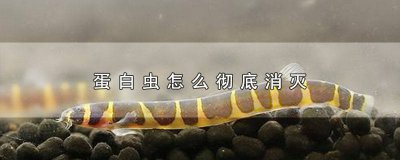 ​消灭蛋白虫的方法 如何消除蛋白虫