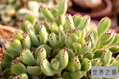 ​最受欢迎十大多肉品种 十种既漂亮又好养的多肉品种