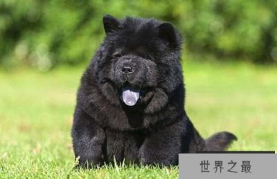 ​世界上最贵的狗排名 罗秦犬（售价8500美元）排第一